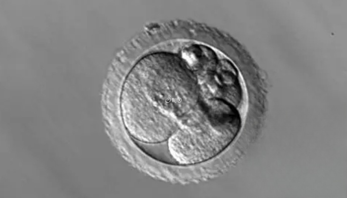 嵌合比例小的胚胎可以移植