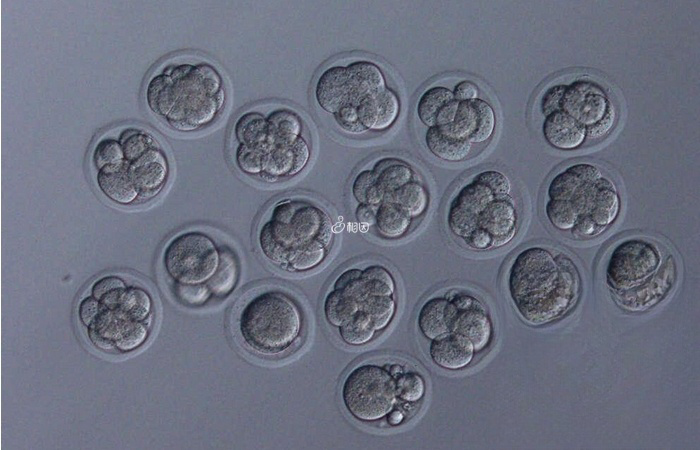 养囊成功的大部分都属于优质胚胎