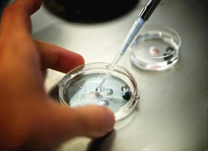 高龄试管需要做胚胎筛查