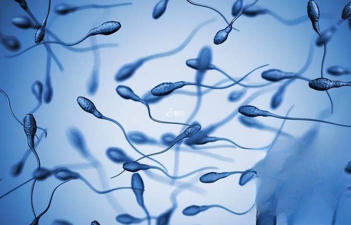 精子畸形率达到98%只是较难怀孕