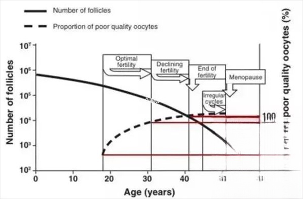 卵子质量会随着年龄增加出现下降
