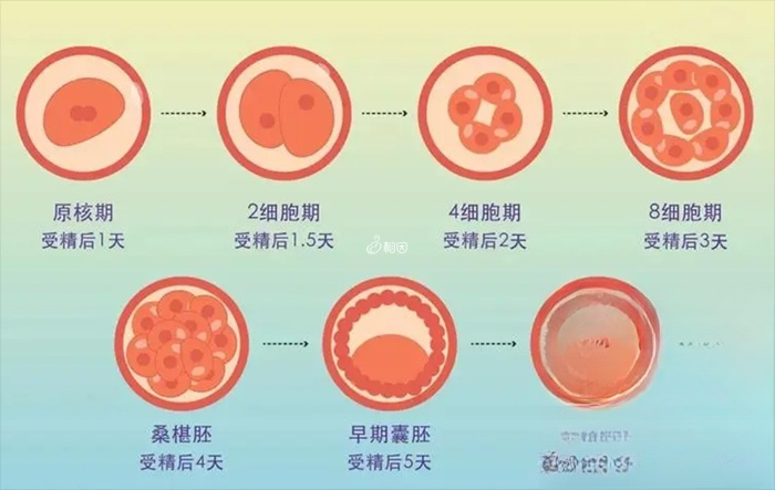 泰国做一次试管大约28天