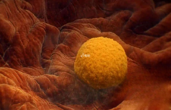 囊胚与子宫内膜接触会附着在子宫内膜表面的合适位置