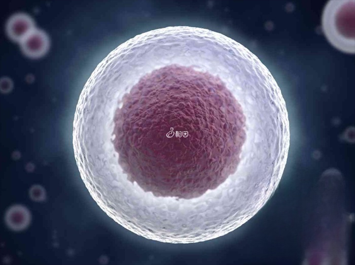 胚胎移植分鲜胚和冻胚