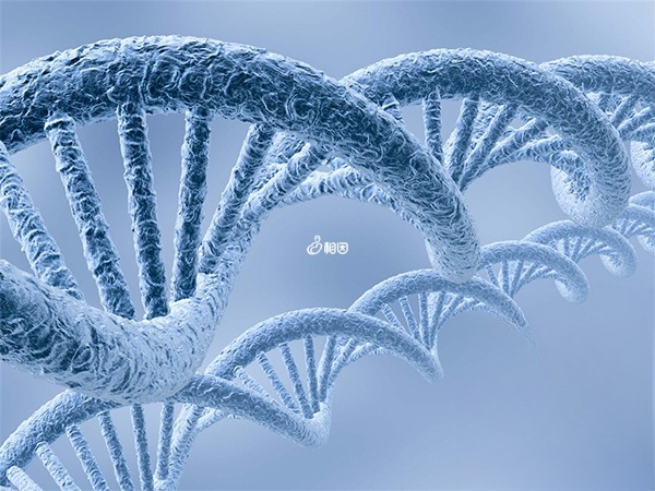 阿尔法医院可开展移植前基因诊断