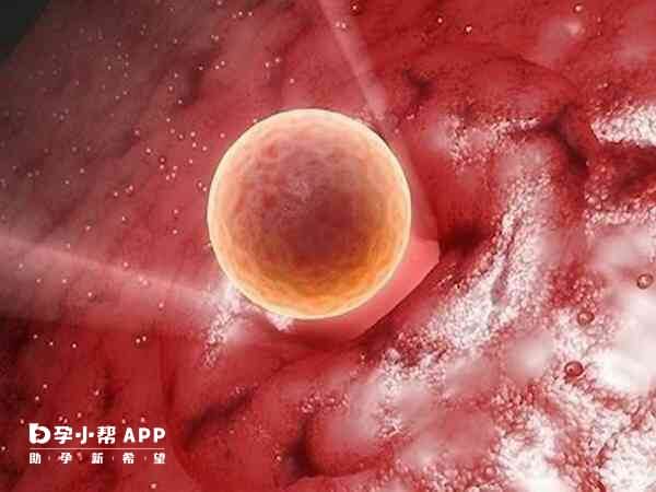长时间的体外培养会降低胚胎品质