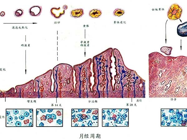 一个月经周期里子宫内膜的变化