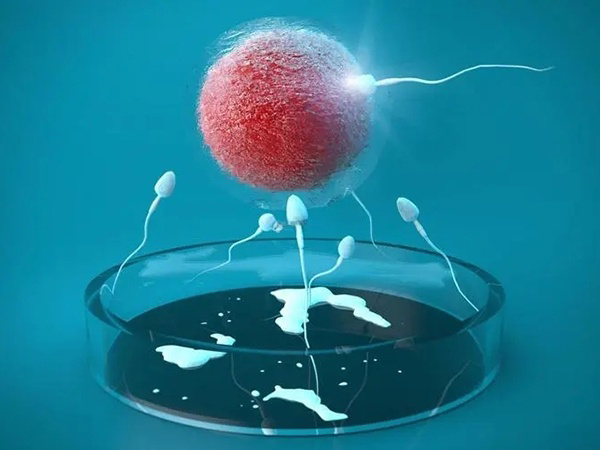 优势卵子和优质精子才能培育成优质胚胎