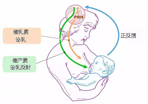 适当使用溴隐亭能使血中催乳素水平降低