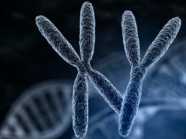 精子中的染色体会携带人体遗传信息