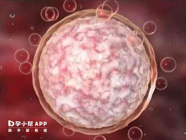 胚胎的细胞分裂有三个关键阶段