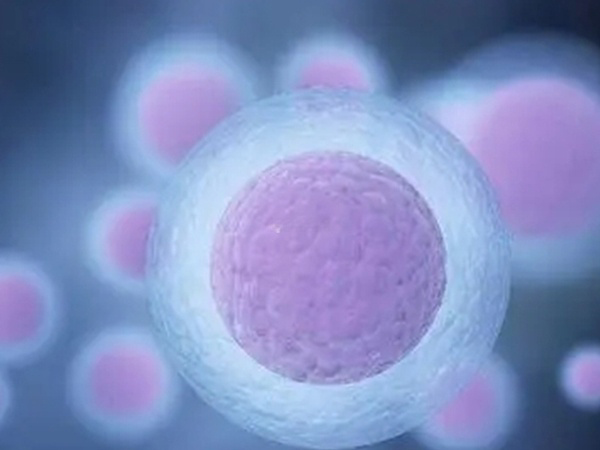 移植多个胚胎易导致多胎妊娠