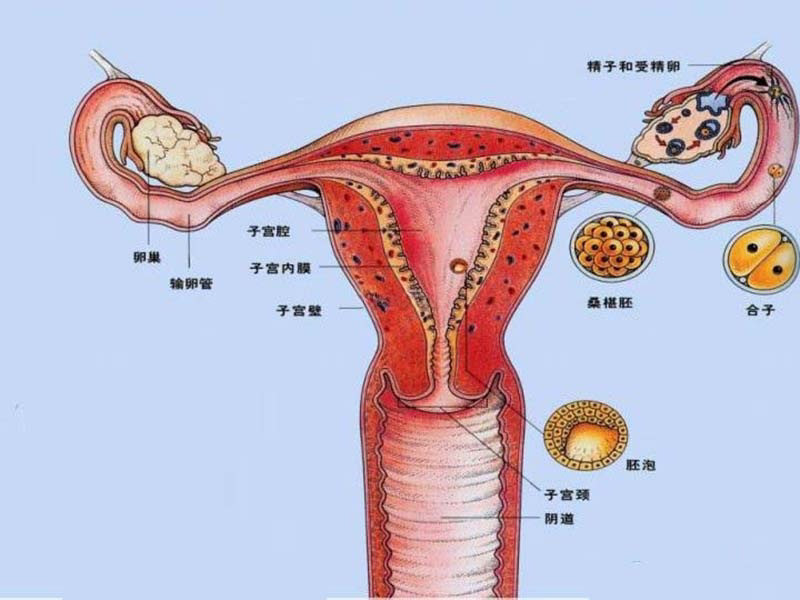 输卵管堵塞多次试管