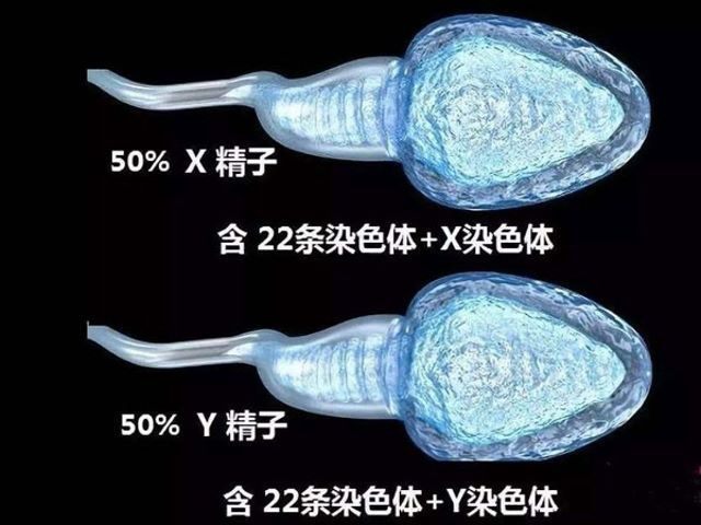 XY精子分离术流程图