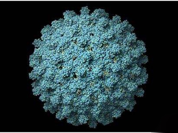 乙肝病毒可以通过疫苗接种来预防