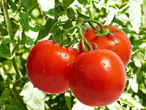 西红柿对保养皮肤具有很好的作用