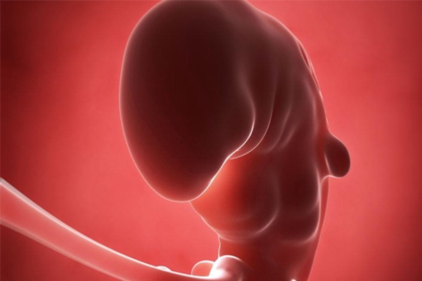 胚胎停育