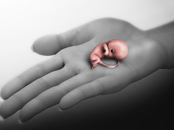 胚胎停育的有80%发生在第八周