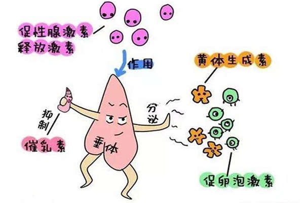    促卵泡激素主要作用是促进卵泡的发育和成熟