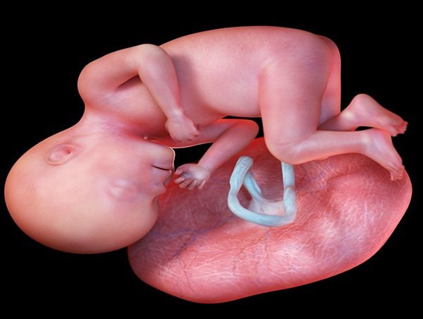 前置胎盘容易引起早产