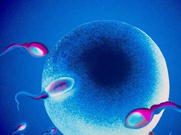 节育环能阻止精子和卵子的结合