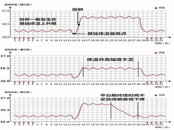 排卵期体温呈高低两相变化