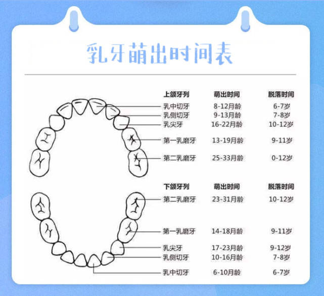 乳牙萌出时间表