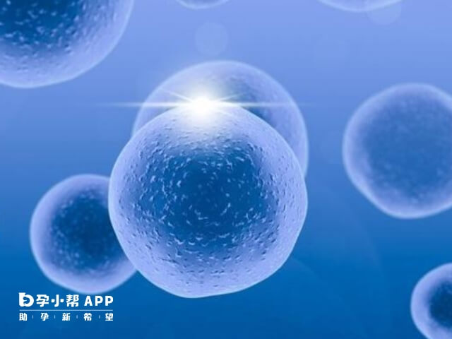 培卵素可以促进卵泡发育