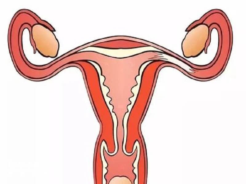 雌二醇低对怀孕有影响