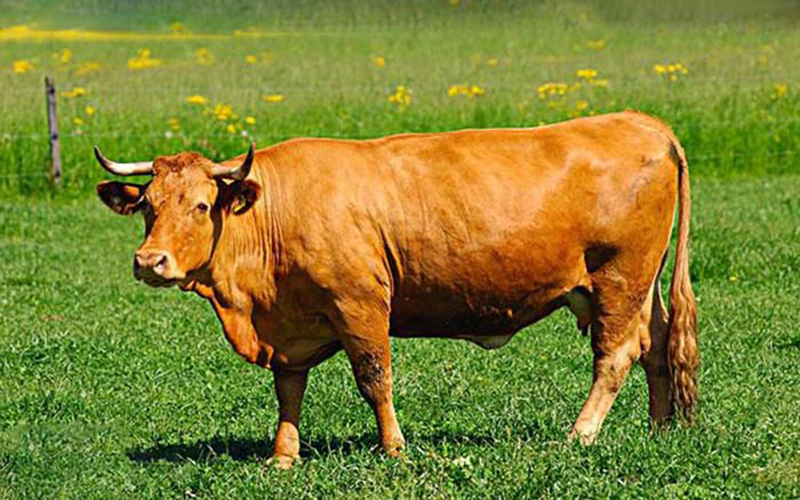 孕妇梦见牛是好兆头