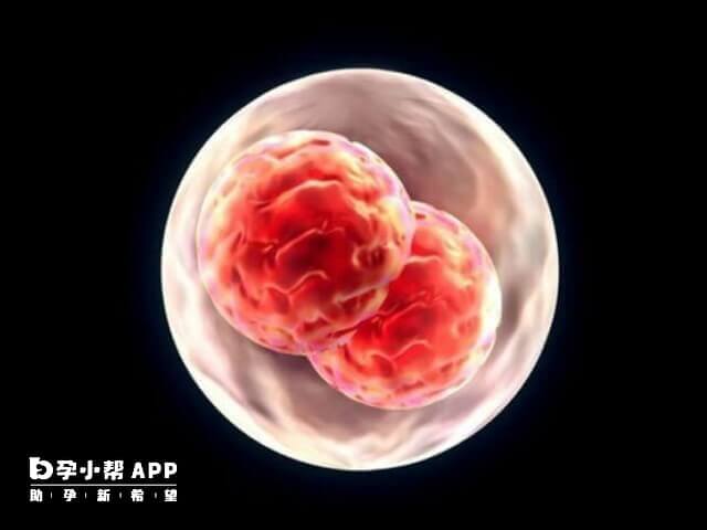 一代试管技术助孕可移植养囊后的胚胎