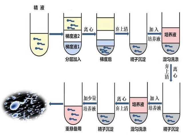 离心法挑选Y精子的过程